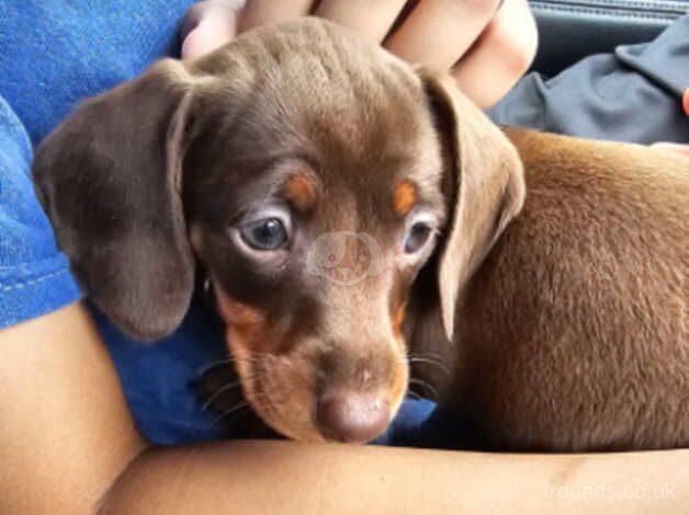 Dachshund Puppies for sale