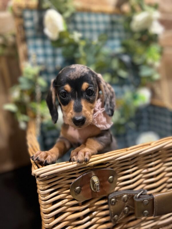 Miniature Dachshund Silver Dapple / Black & Tan Puppies READY NOW for sale in Thirsk, North Yorkshire