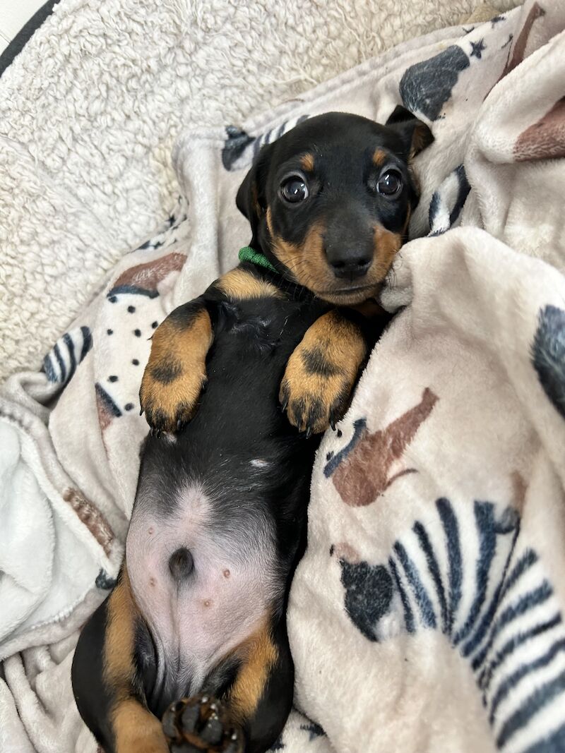 SOLD SOLD Miniature Dachshund Smooth Boy KC Reg PRA Clear for sale in Upwell, Norfolk