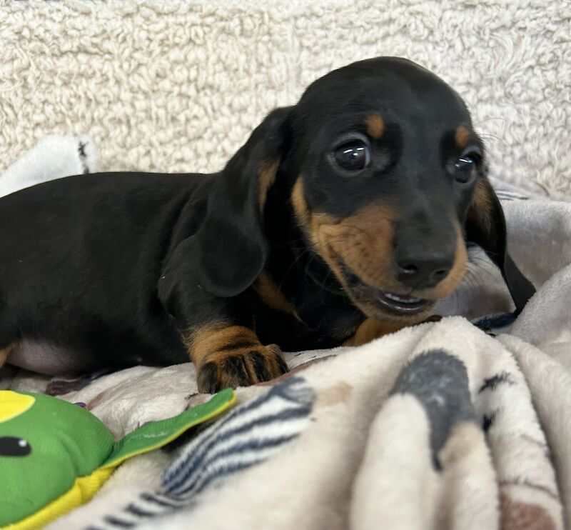 SOLD SOLD Miniature Dachshund Smooth Boy KC Reg PRA Clear for sale in Upwell, Norfolk - Image 3