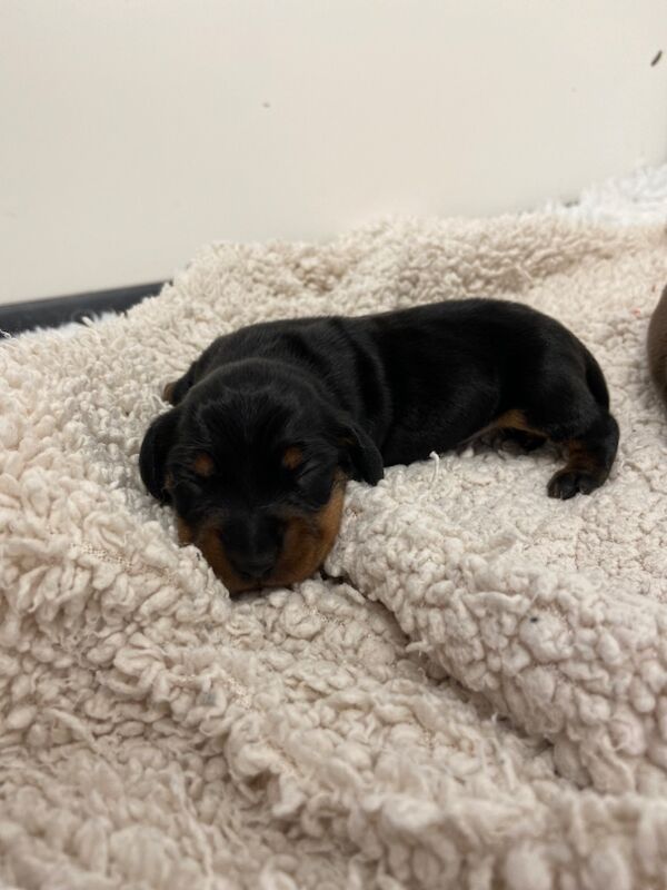 Miniature Dachshund Smooth Girl KC Reg for sale in Upwell, Norfolk - Image 1