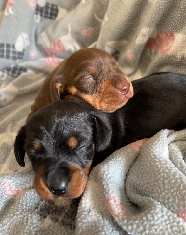 Miniature Dachshund Smooth Black & Tan Girl KC Reg for sale in Upwell, Norfolk