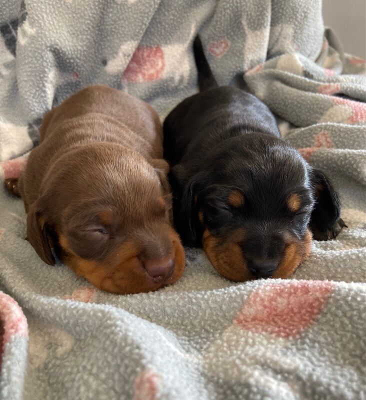 Miniature Dachshund Smooth Black & Tan Girl KC Reg for sale in Upwell, Norfolk - Image 2