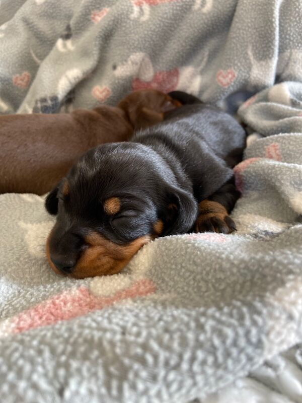 Miniature Dachshund Smooth Black & Tan Girl KC Reg for sale in Upwell, Norfolk - Image 3