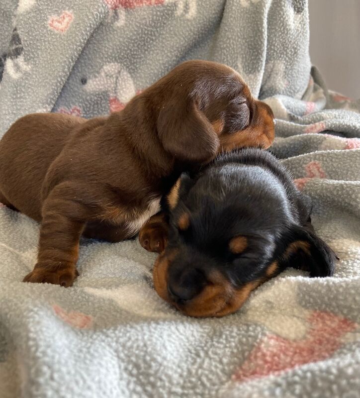 Miniature Dachshund Smooth Black & Tan Girl KC Reg for sale in Upwell, Norfolk - Image 4