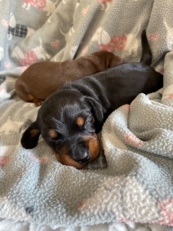 Miniature Dachshund Smooth Black & Tan Girl KC Reg for sale in Upwell, Norfolk - Image 5