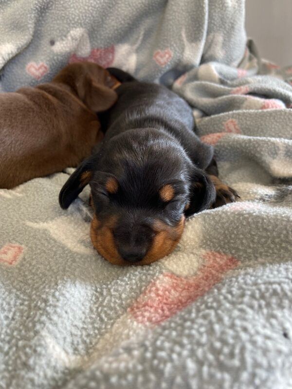 Miniature Dachshund Smooth Black & Tan Girl KC Reg for sale in Upwell, Norfolk - Image 6