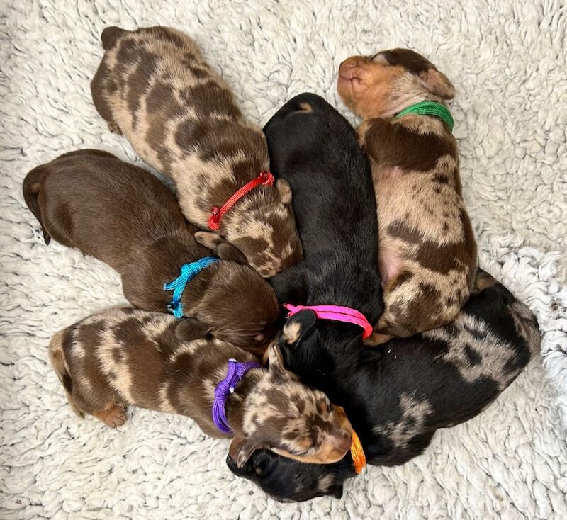 Miniature Dachshund Smooth Hair Pups KC Reg for sale in Upwell, Norfolk