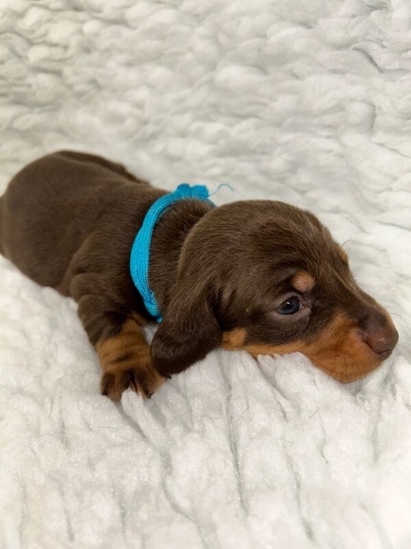 SOLD SOLD SOLD Miniature Dachshund Smooth Hair Pups KC Reg for sale in Upwell, Norfolk