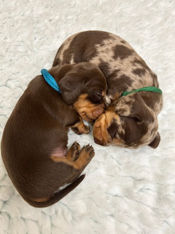 Dachshunds for sale in Upwell, Norfolk