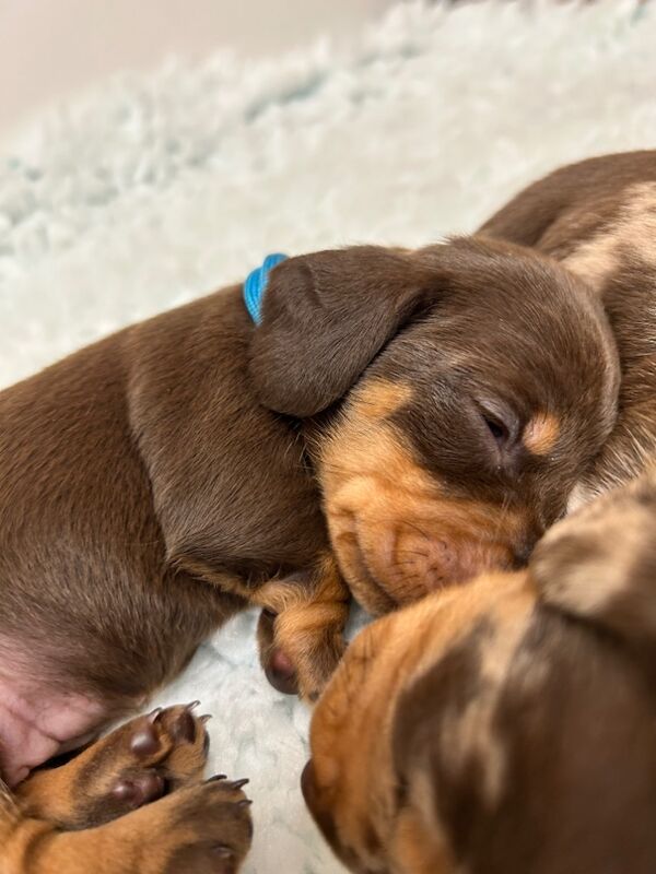 KC Registered Dachshund Puppies for sale in Norfolk