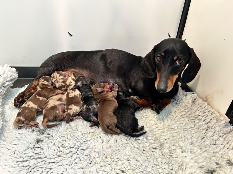 SOLD SOLD SOLD Miniature Dachshund Smooth Hair Pups KC Reg for sale in Upwell, Norfolk - Image 5