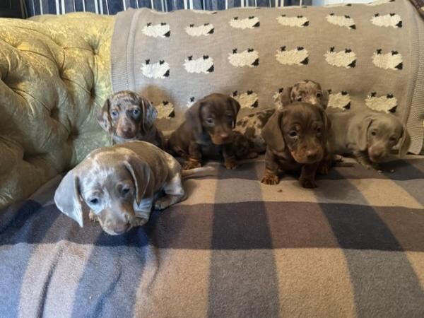 Miniature Dachshund smooth haired puppies available for sale in Okehampton, Devon
