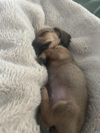 Miniature dachshund (smooth haired) puppies ready now for sale in Bangor, Gwynedd - Image 1