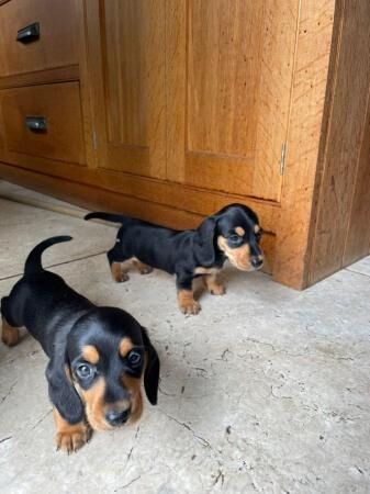 Miniature dachshund (smooth haired) puppies ready now for sale in Bangor, Gwynedd - Image 2