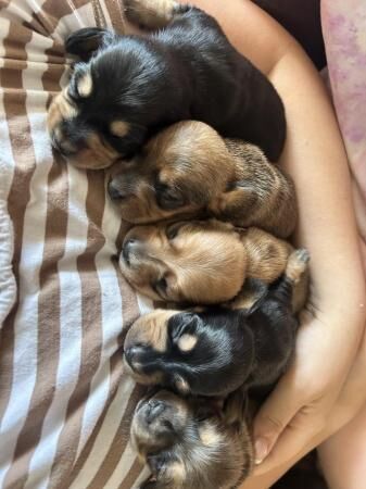 Miniature dachshund (smooth haired) puppies ready now for sale in Bangor, Gwynedd - Image 3