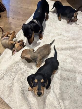 Miniature dachshund (smooth haired) puppies ready now for sale in Bangor, Gwynedd - Image 4