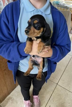 Miniature dachshund (smooth haired) puppies ready now for sale in Bangor, Gwynedd - Image 5