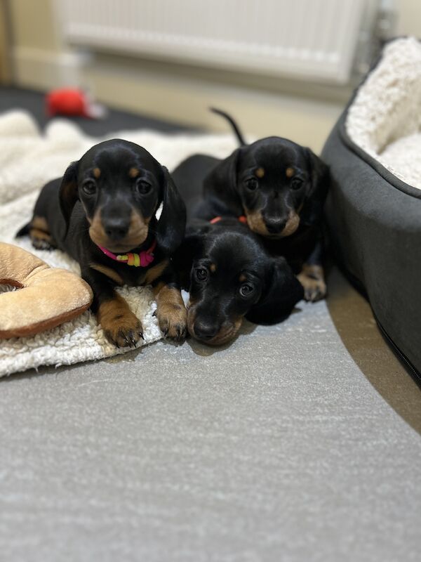 Miniature Dachshund Smooth KC Reg PRA Clear for sale in Upwell, Norfolk