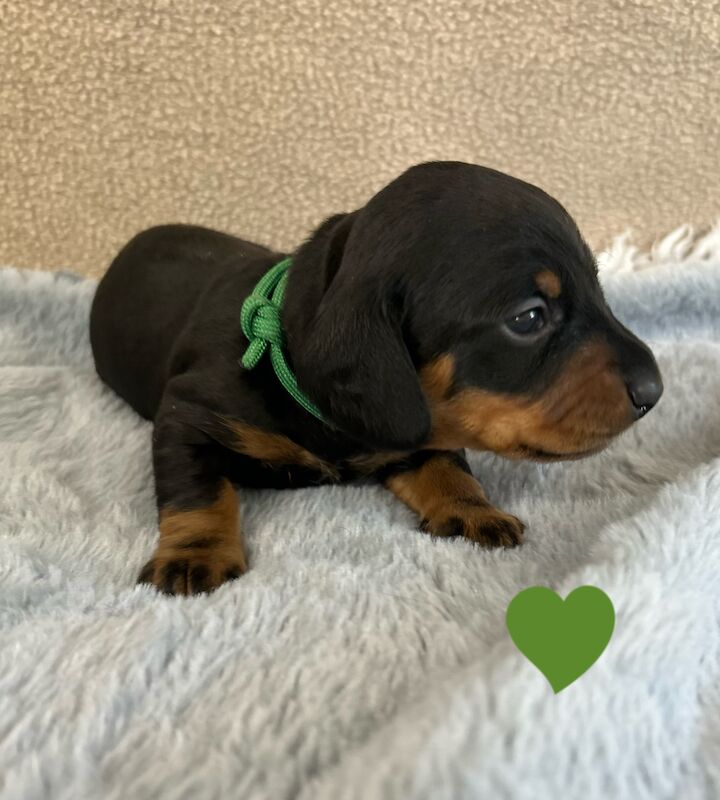 Miniature Dachshund Smooth KC Reg PRA Clear for sale in Upwell, Norfolk