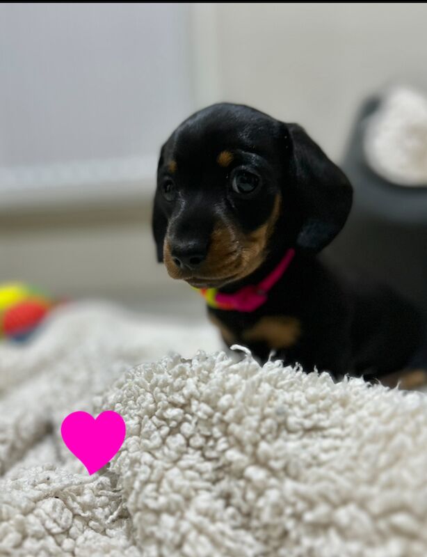 Miniature Dachshund Smooth Puppies KC PRA Clear for sale in Upwell, Norfolk