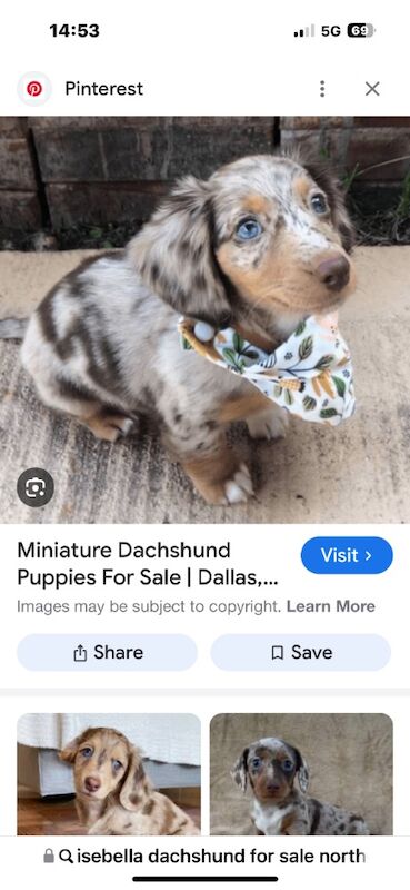 Miniature dachshund wanted for sale in Crumlin, County Antrim