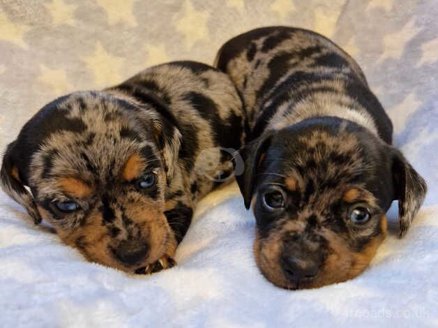 Miniature dachshund X Jug for sale in Bargod or Bargoed, Caerphilly