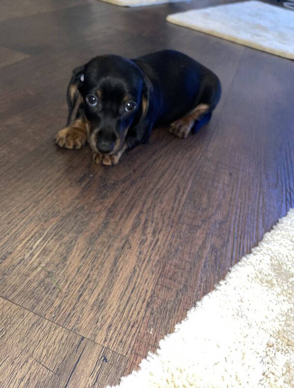 Miniature dachshunds for sale in Oakwood, Enfield, Greater London - Image 5