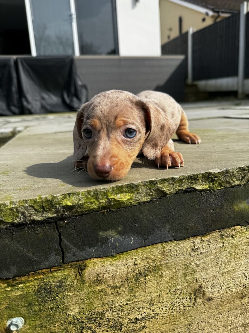 Miniature dachshunds for sale in Bolton, Greater Manchester - Image 1