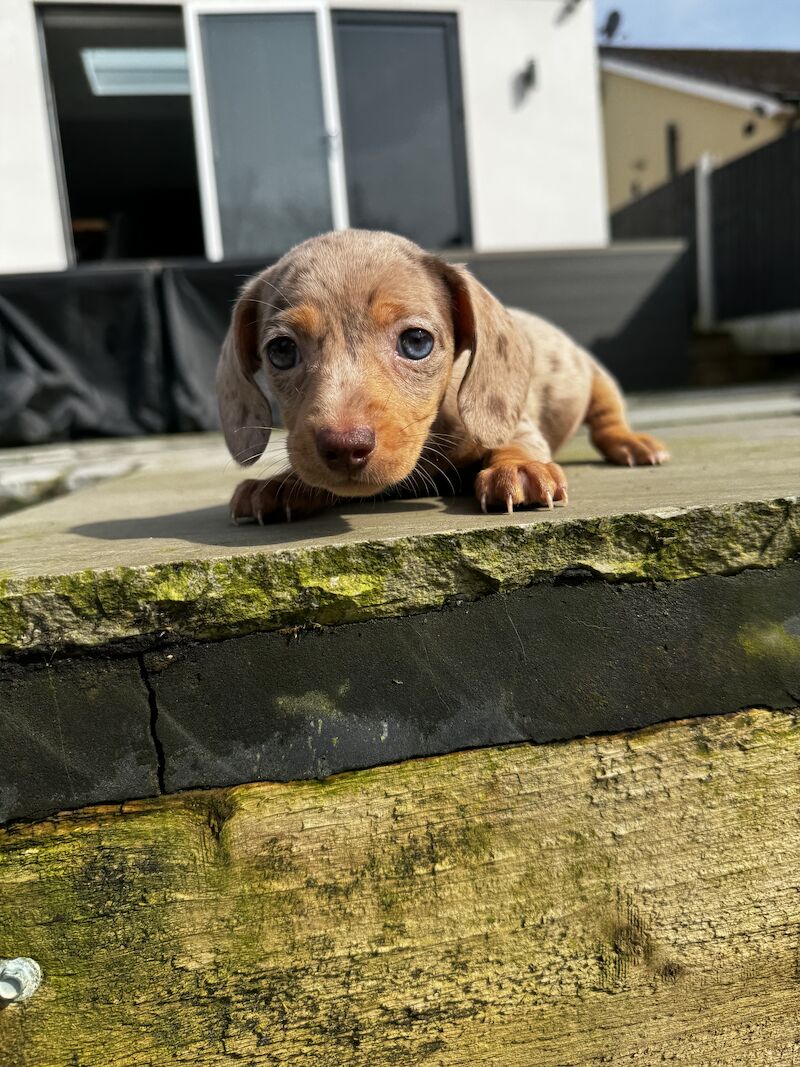 Miniature dachshunds for sale in Bolton, Greater Manchester - Image 2