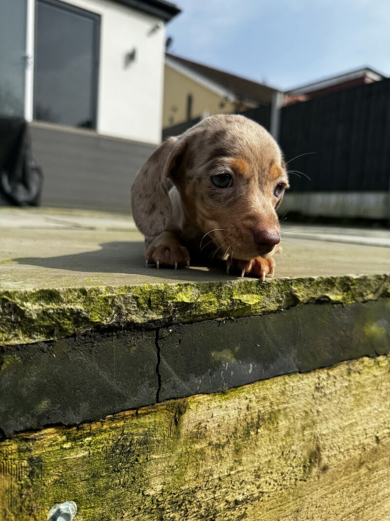 Miniature dachshunds for sale in Bolton, Greater Manchester - Image 5