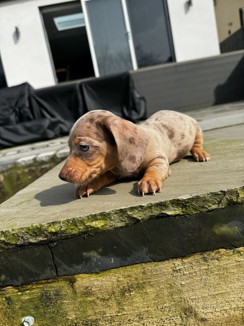 Miniature dachshunds for sale in Bolton, Greater Manchester - Image 6