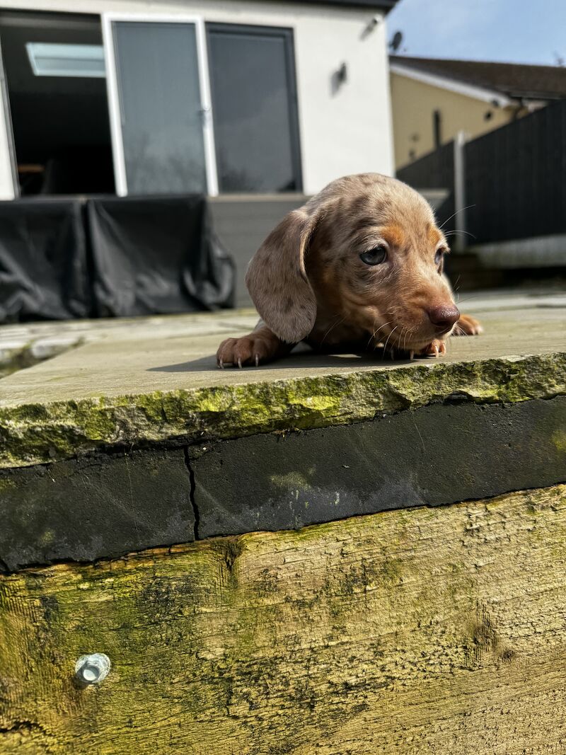 Miniature dachshunds for sale in Bolton, Greater Manchester - Image 8