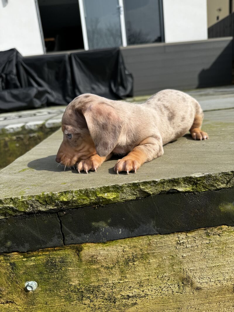 Miniature dachshunds for sale in Bolton, Greater Manchester - Image 9