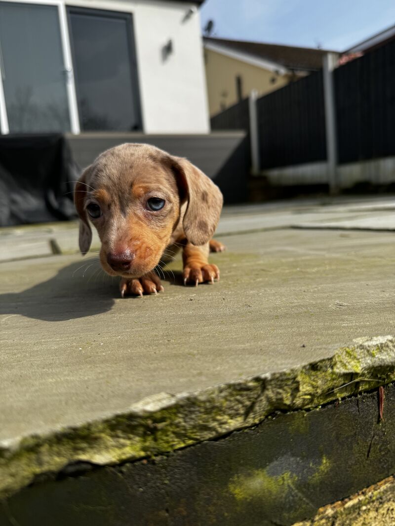 Miniature dachshunds for sale in Bolton, Greater Manchester - Image 10