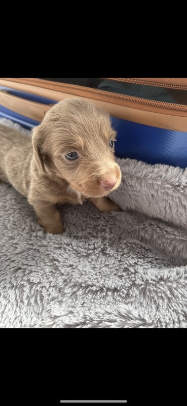 KC Registered Dachshund Puppies for sale in Greater Manchester