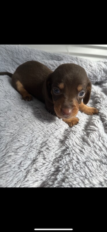 Dachshund Puppies for sale