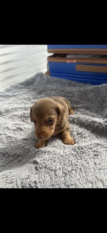 Miniature Dachshunds for sale in Bolton, Greater Manchester - Image 6