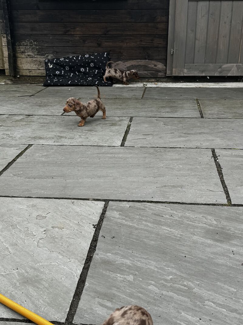 Miniature Dachshunds for sale in Bolton, Greater Manchester - Image 7