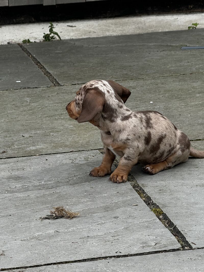 Miniature Dachshunds for sale in Bolton, Greater Manchester - Image 10