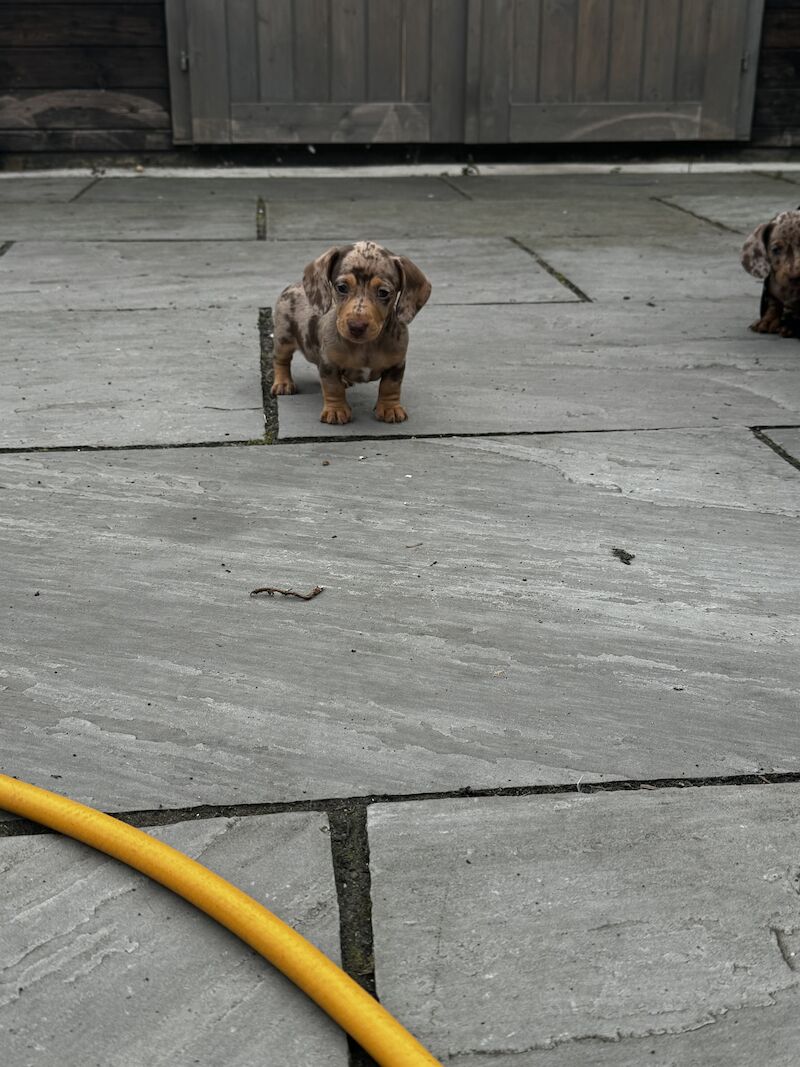 Miniature Dachshunds for sale in Bolton, Greater Manchester - Image 11