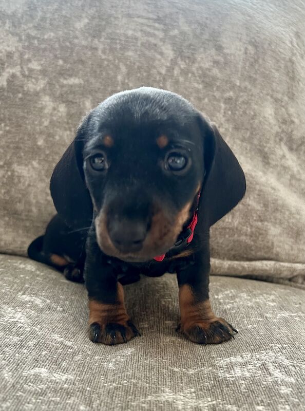 Miniature dachshunds for sale in Manchester, Greater Manchester - Image 2