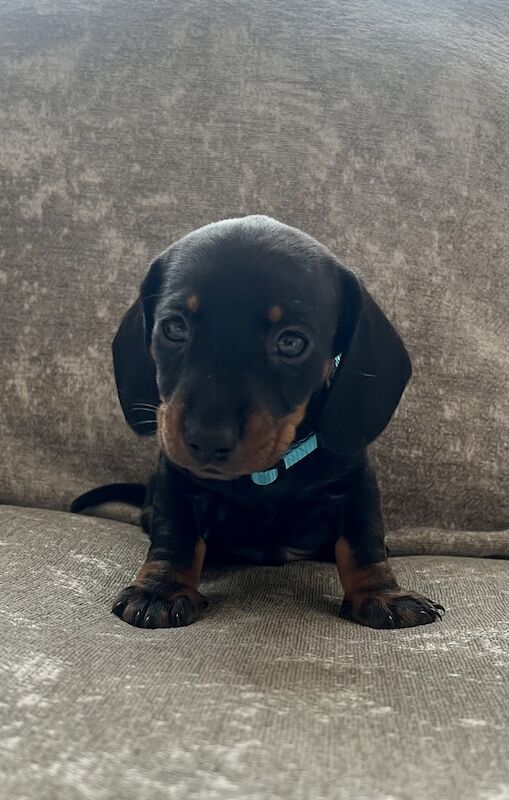 Dachshund Puppies for sale in Greater Manchester