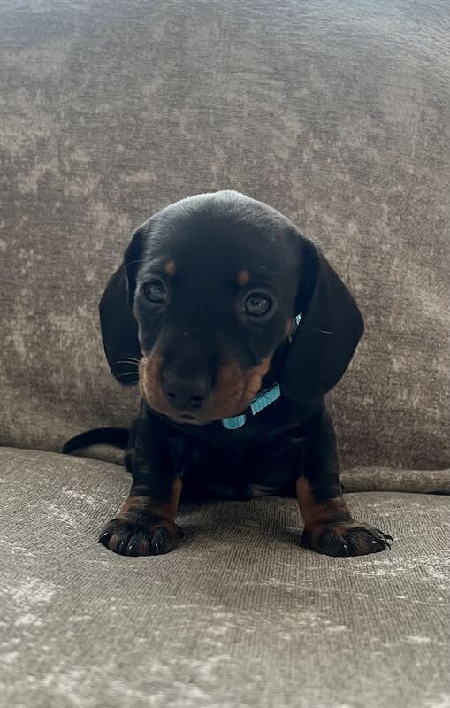 Miniature dachshunds for sale in Manchester, Greater Manchester - Image 3