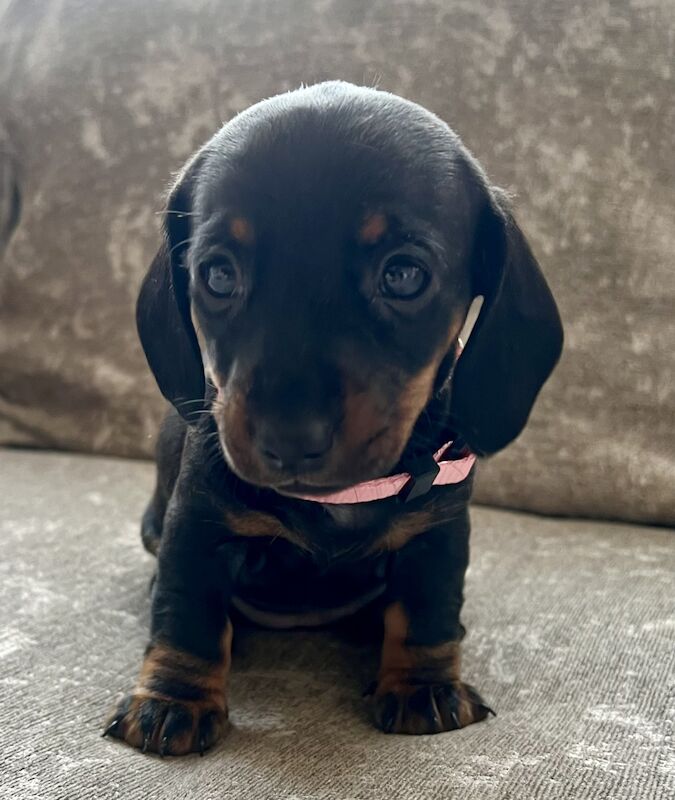 Miniature dachshunds for sale in Manchester, Greater Manchester - Image 4