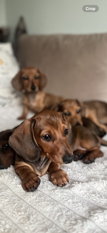 Miniature dachshunds for sale in Romford, Havering, Greater London - Image 2