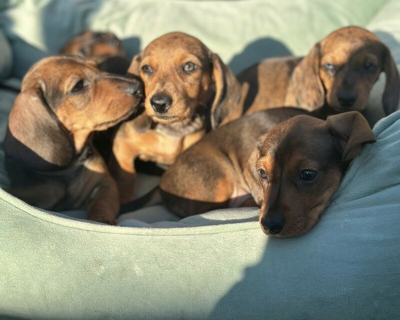 Dachshund Puppies for sale