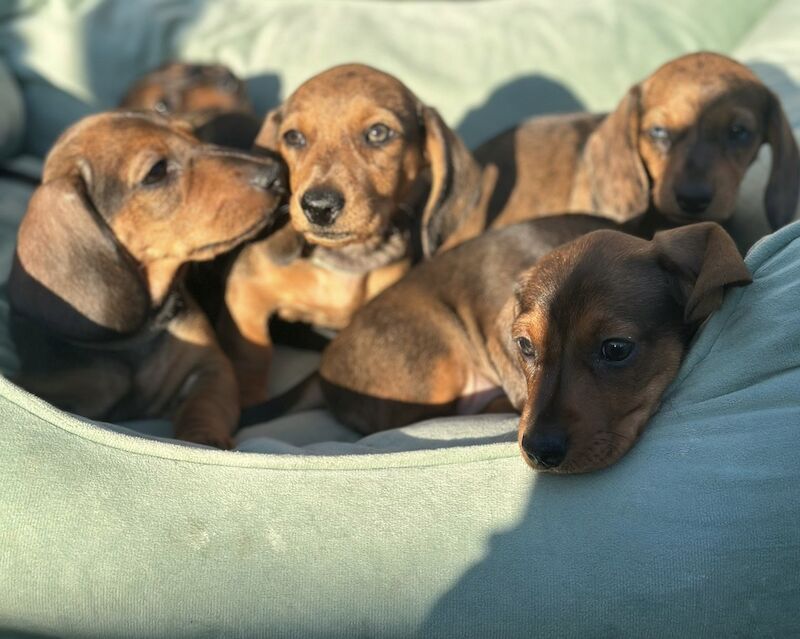 Miniature dachshunds for sale in Romford, Havering, Greater London - Image 4