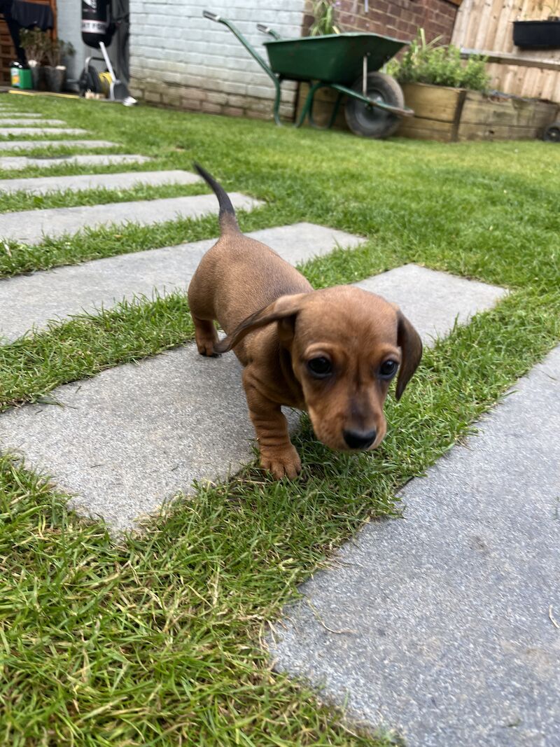 Miniature dachshunds for sale in Romford, Havering, Greater London - Image 5