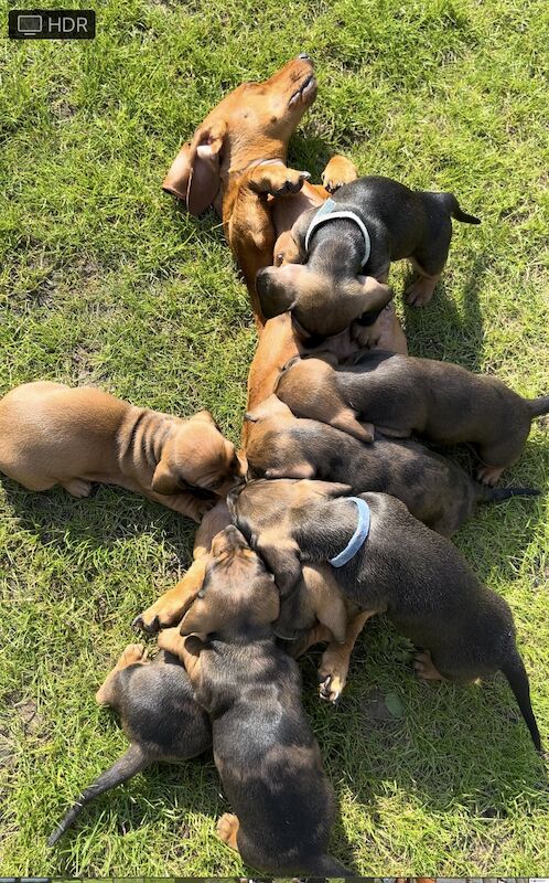 Miniature dachshunds for sale in Romford, Havering, Greater London - Image 6
